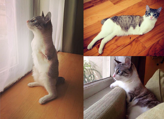 Latest Instagram Sensation: This Cat Only Has Two Legs!