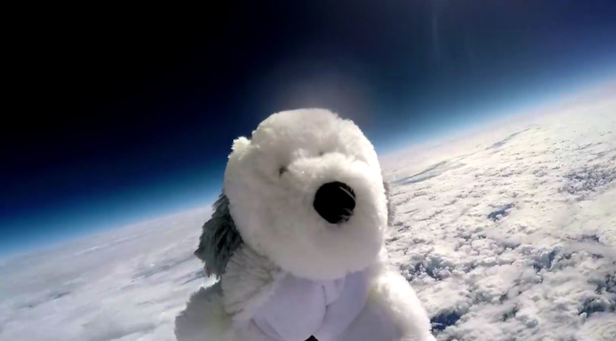 Sam the Dog Who Was Sent To Space Is Missing