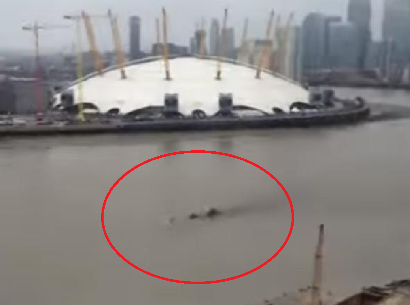 River Monster Found In London