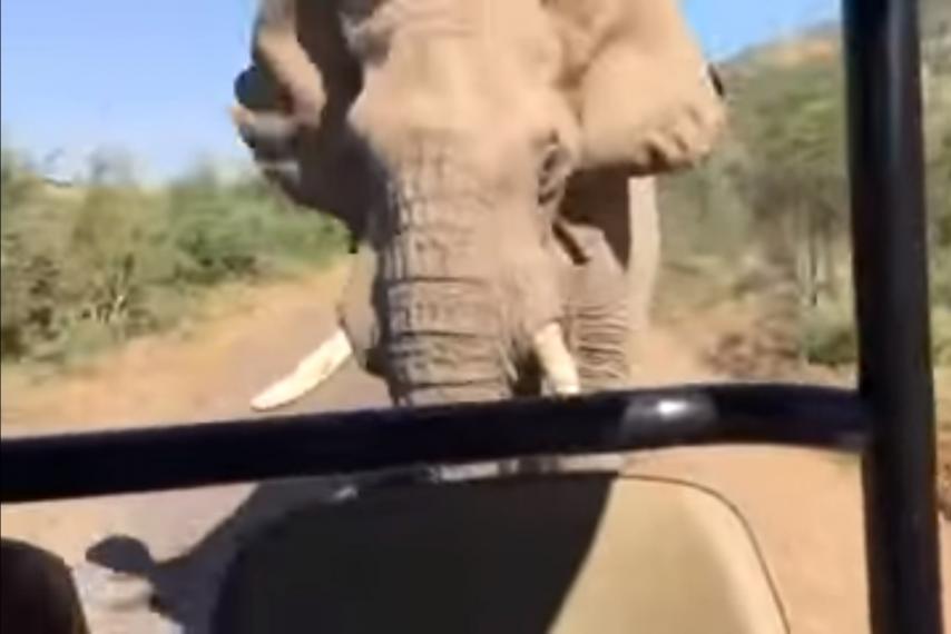 Arnold Schwarzenegger Gets Chased By Elephant In A Safari