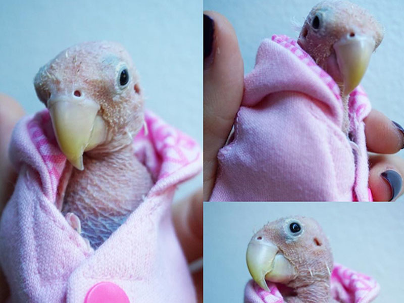 People Are In Love With This Featherless Lovebird