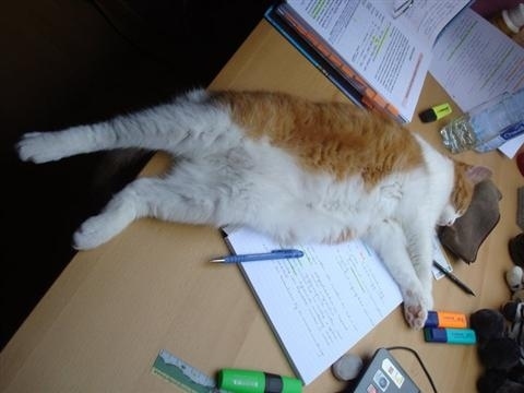 Falling asleep studying.