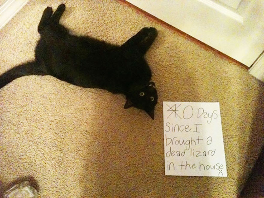 cat-shaming-11__605