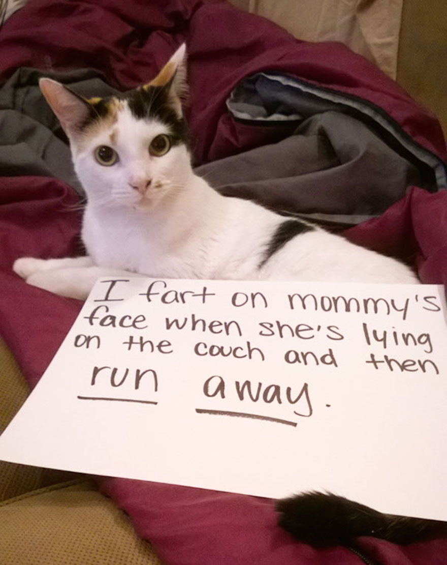 cat-shaming-14__605