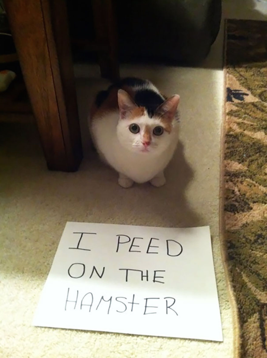 cat-shaming-15__605