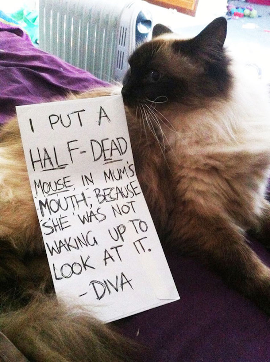 cat-shaming-19__605