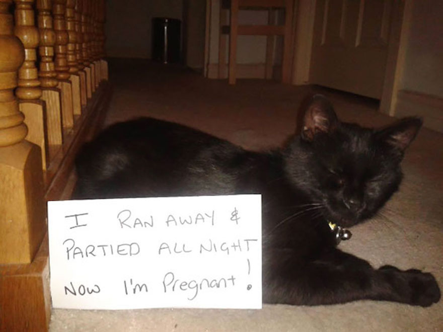 cat-shaming-1__605