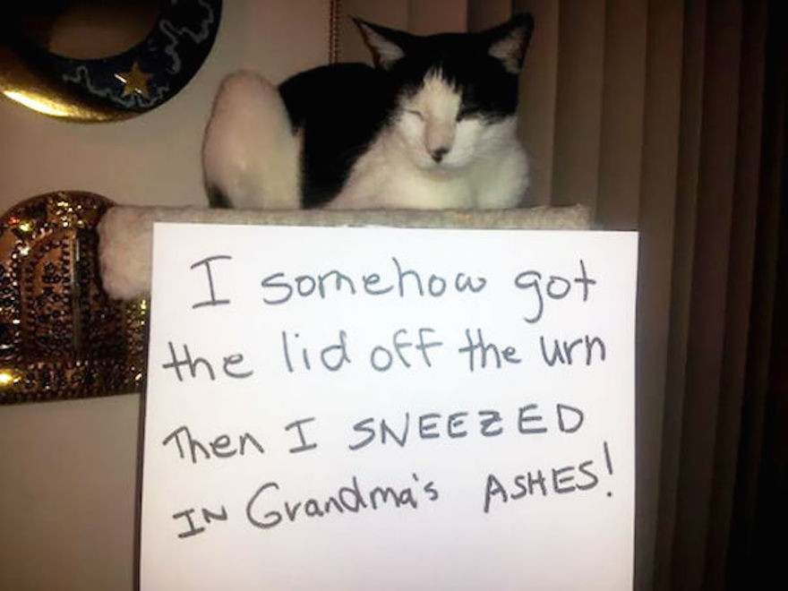 cat-shaming-20__605