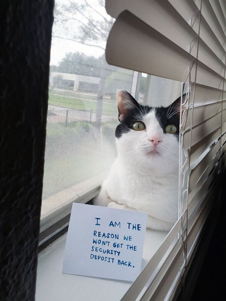 cat-shaming-22__605