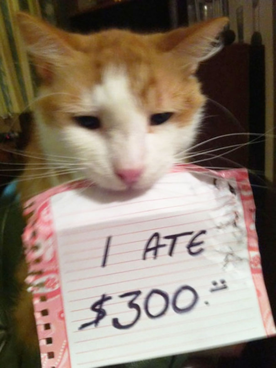 cat-shaming-26__605