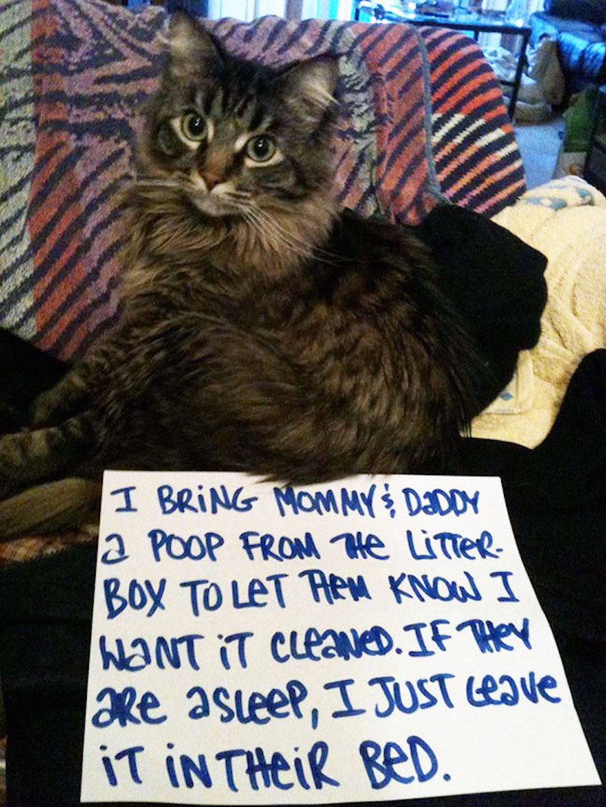 cat-shaming-33__605