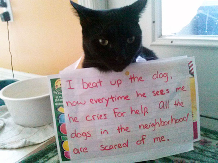 cat-shaming-37__605