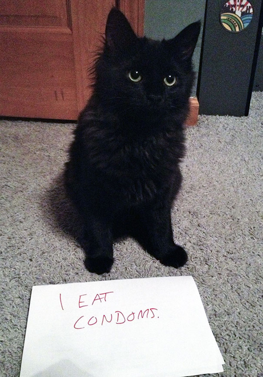 cat-shaming-39__605