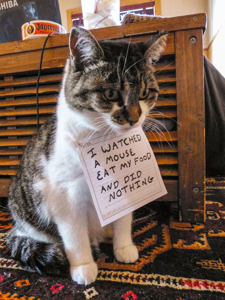 cat-shaming-3__605