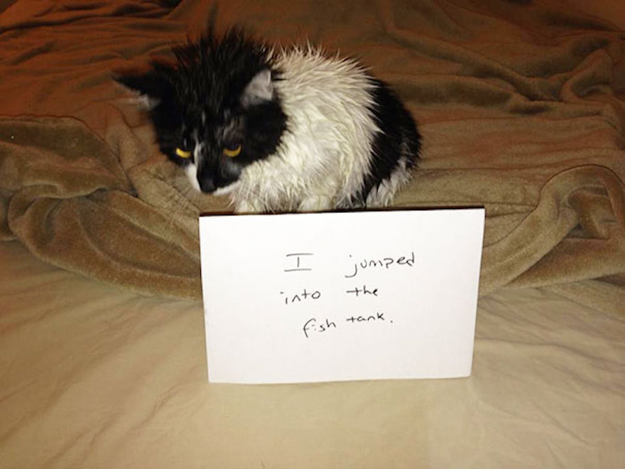 cat-shaming-42__605