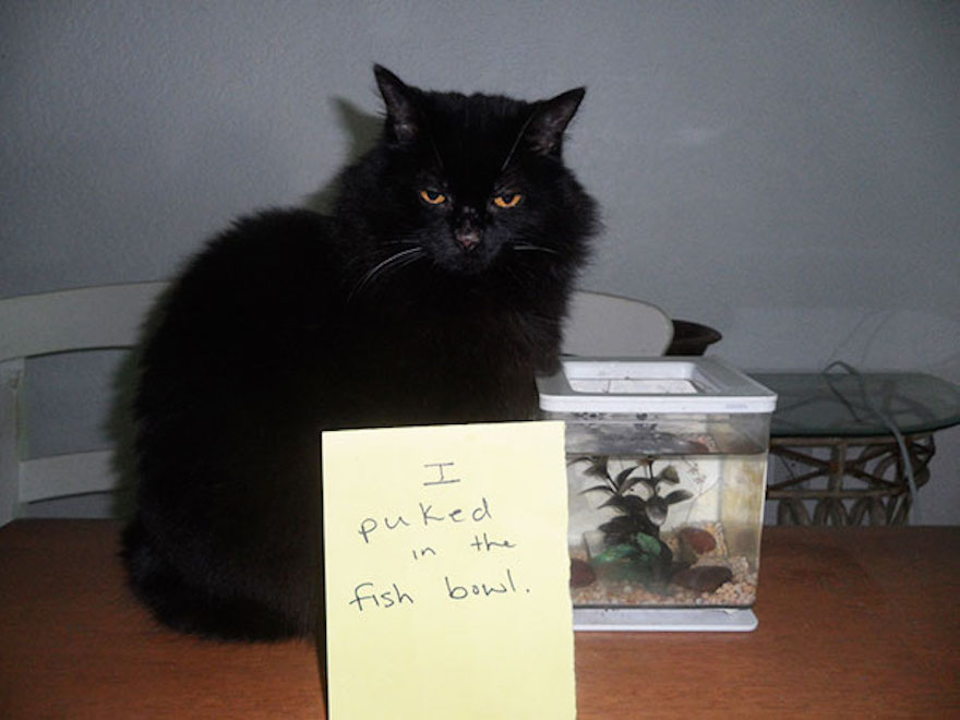 cat-shaming-43__605