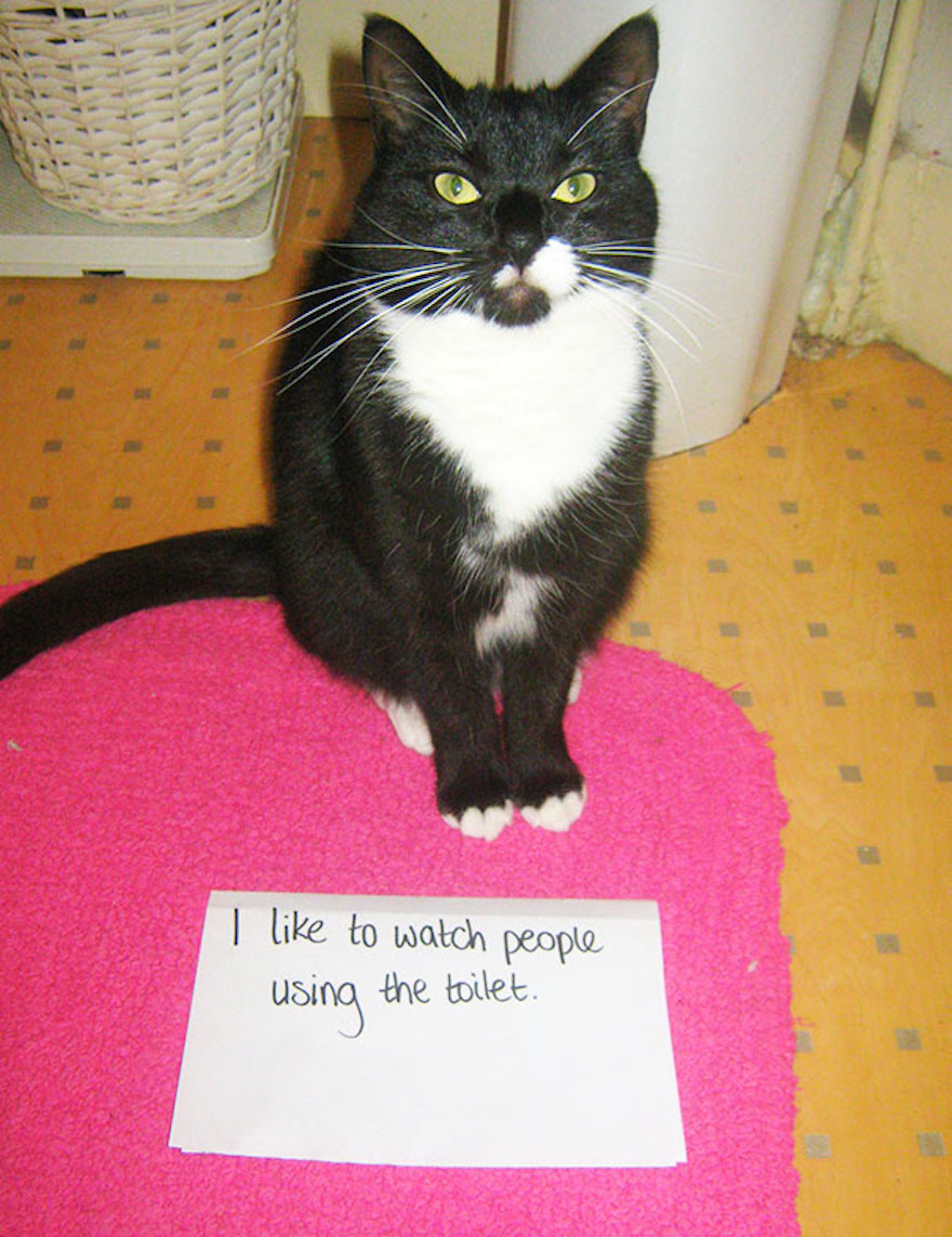 cat-shaming-48__605