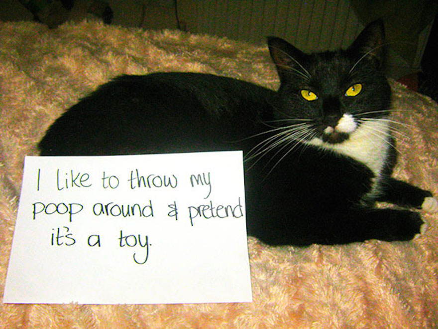 cat-shaming-49__605