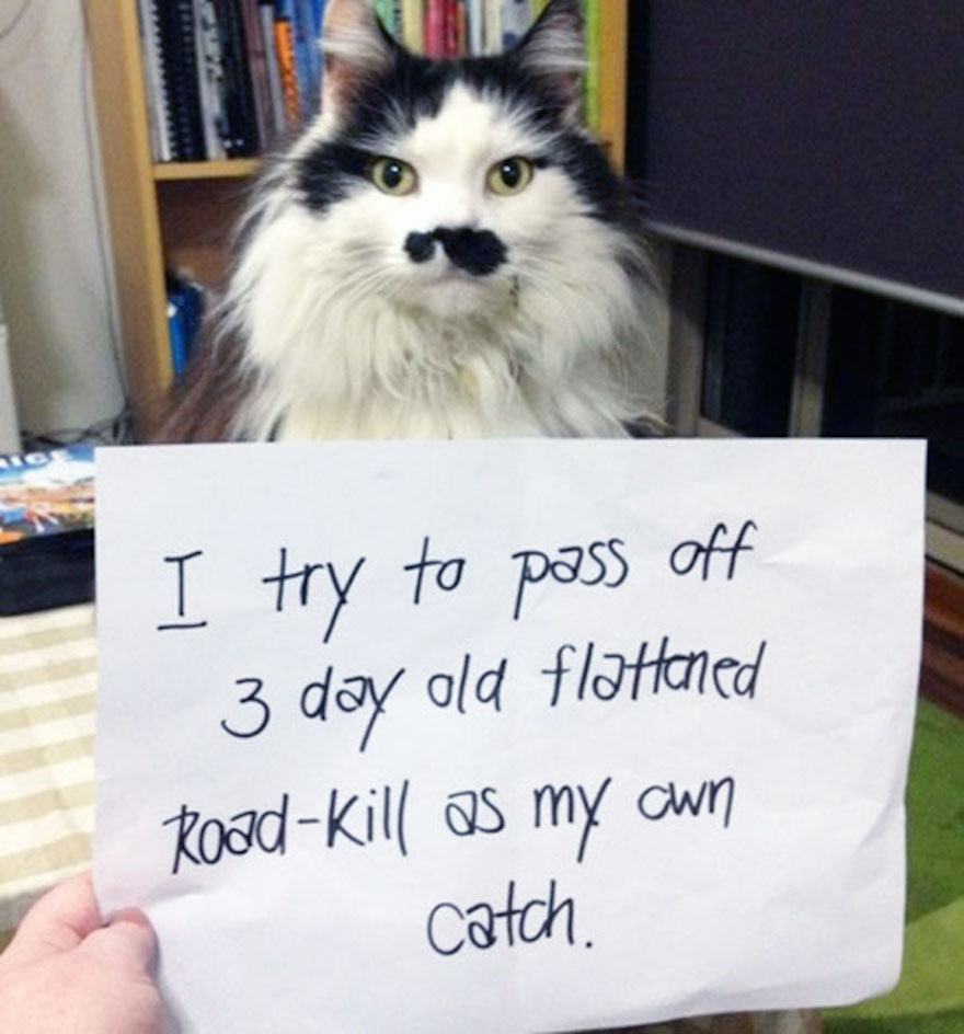 cat-shaming-53__605